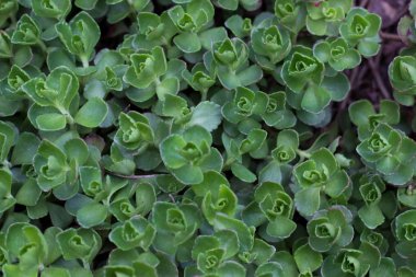 bahçede parlak yeşil yaprakları ile kıvırcık süs bitkileri