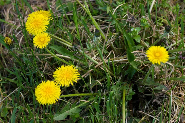 orman çim üzerinde yeşil çim parlak sarı karahindiba