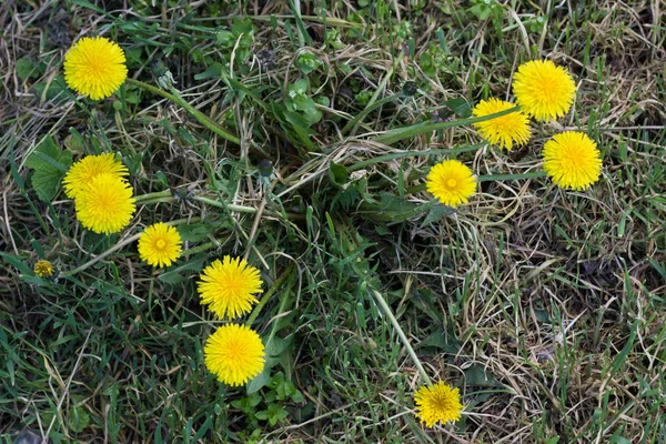 Bright Yellow Dandelions Green Grass Forest Lawn — Stock Photo, Image