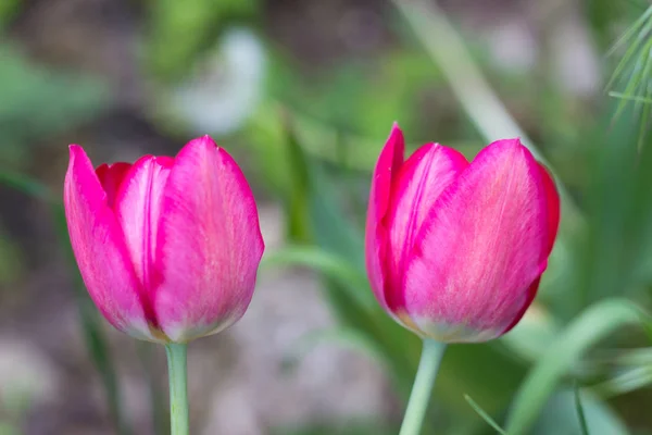 Knospen Schöner Roter Tulpen Die Einem Stadtpark Wachsen — Stockfoto