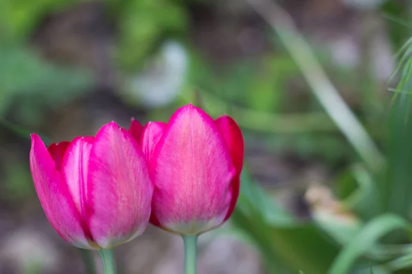 Knospen Schöner Roter Tulpen Die Einem Stadtpark Wachsen — Stockfoto