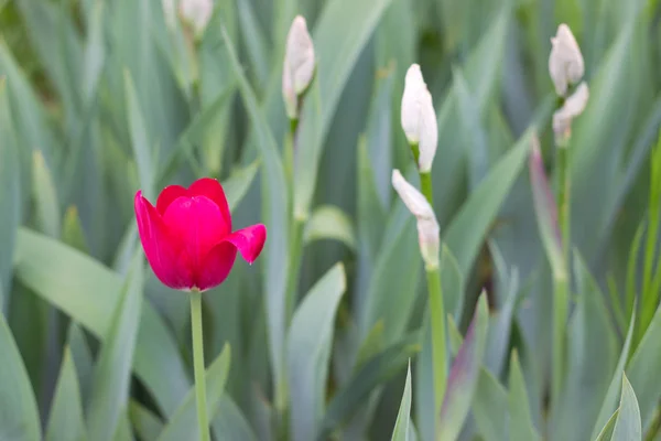 Rose Knospe Schöne Rote Tulpe Blumenbeet — Stockfoto