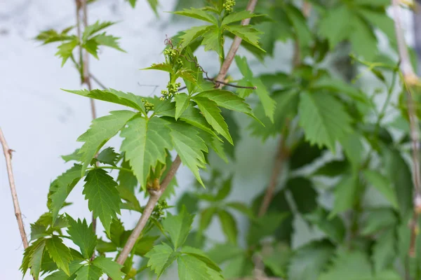 beyaz bir duvar arka plan üzerinde yabani üzüm yeşil sürgünler