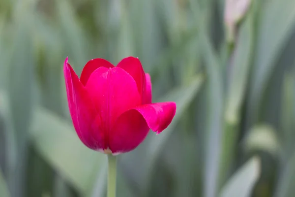 Rose Knospe Schöne Rote Tulpe Blumenbeet — Stockfoto