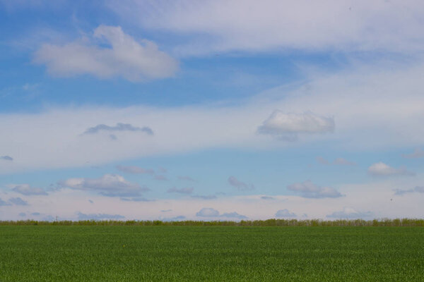 Rural landscape. field with green wheat shoots bright blue sky