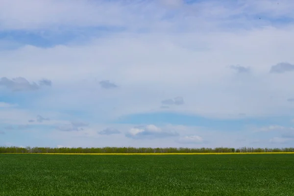 kırsal peyzaj. yeşil buğday ile alan parlak mavi gökyüzü vuruyor