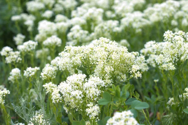 White Wildflowers Growing Green Meadow — ストック写真