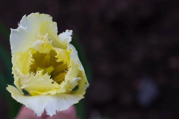 narin yaprakları ile sarı lale çiçekli tomurcuk