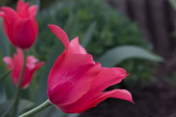 Blühende Knospe Einer Leuchtend Roten Tulpe Mit Zarten Blütenblättern — Stockfoto