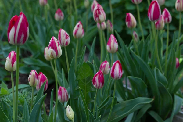 Schöne Rosa Und Weiße Tulpen Wachsen Auf Einem Blumenbeet Einem — Stockfoto