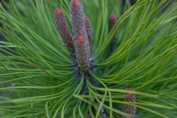 Young Pine Branch Fresh Green Green Needles — Stock Photo, Image