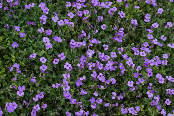 zemin kapsayan narin mavi pullu halı ile güzel bahçe çiçekleri