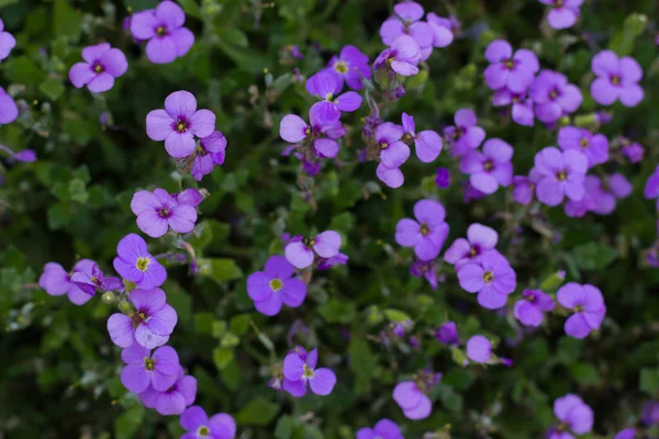 Belas Flores Jardim Com Delicados Tapetes Escamosos Azuis Cobrindo Chão — Fotografia de Stock