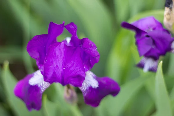 Beau Bourgeon Iris Lilas Poussant Dans Lit Fleurs Dans Jardin — Photo