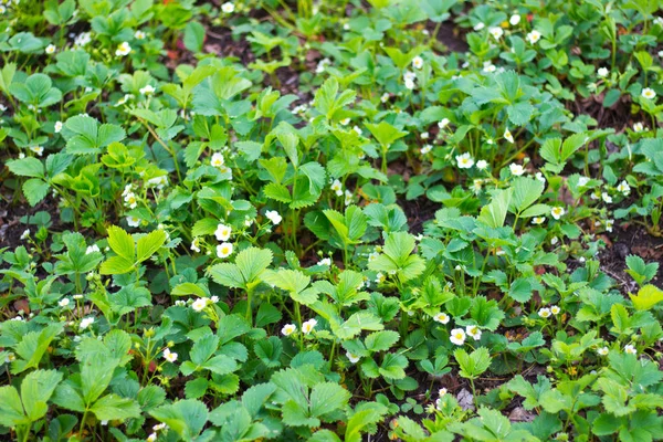 beyaz çiçekleri ile bahçe çilek yeşil sürgünler