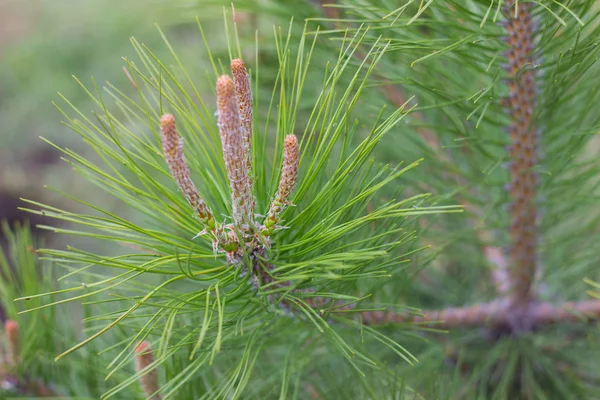 Çam ağacının genç bir dalı Parlak yeşil iğnelerle