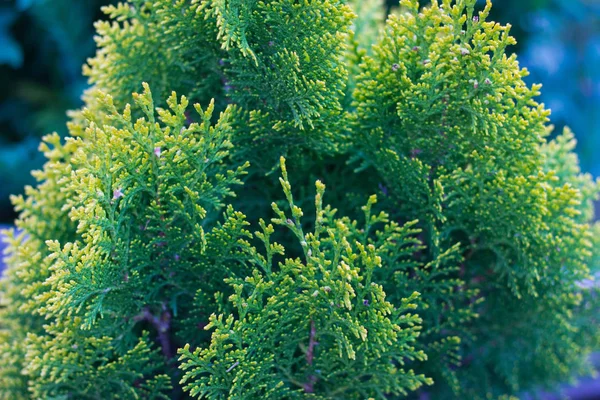 genç bir iğne yapraklı ağacın parlak yeşil dalları