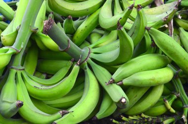 Büyük demet yeşil muz, Porto Rikolu muz çiftlik, taze hasat yeşil plantain