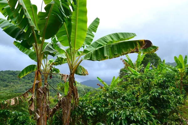 Mavi gökyüzü, Porto Riko muz çiftlik, çiftlik Adjuntas içinde arka plan üzerinde muz ağacı yaprakları