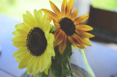 Taze çiçekler, organik ev bahçe demet. Kasımpatı ve ayçiçeği vazoda. Güzel ev çiçek bahçesi, Porto Riko.