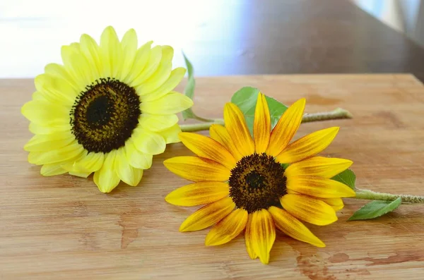 Taze çiçekler, organik ev bahçe demet. Kasımpatı ve ayçiçeği vazoda. Güzel ev çiçek bahçesi, Porto Riko.