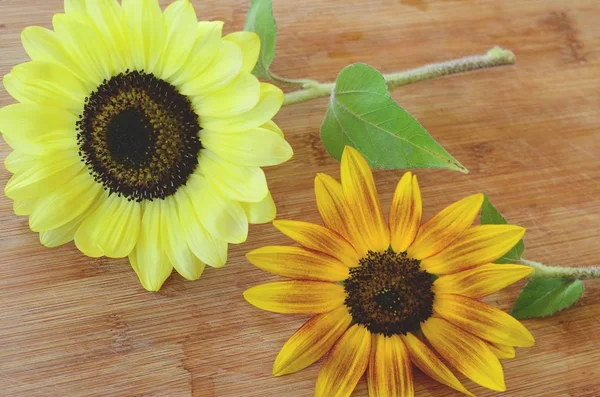 Frische Bündel Von Blumen Aus Biologischem Hausgarten Chrysanthemen Und Sonnenblumen — Stockfoto