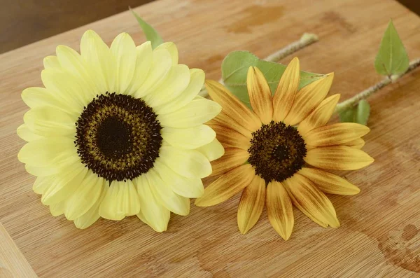 Taze çiçekler, organik ev bahçe demet. Kasımpatı ve ayçiçeği vazoda. Güzel ev çiçek bahçesi, Porto Riko.