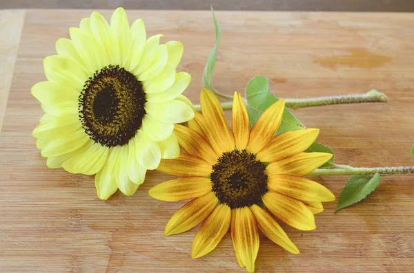 Taze çiçekler, organik ev bahçe demet. Kasımpatı ve ayçiçeği vazoda. Güzel ev çiçek bahçesi, Porto Riko.