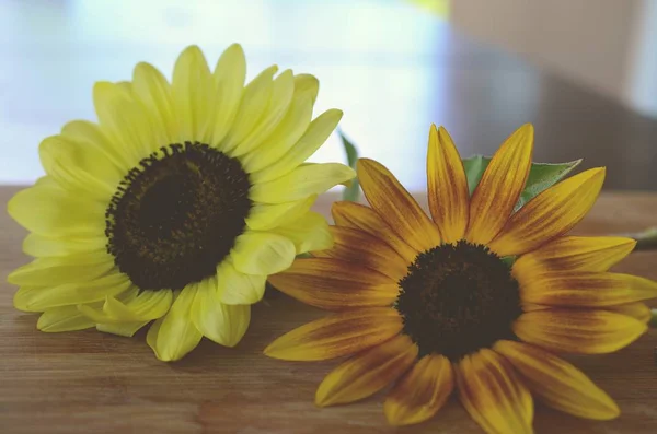 Frische Bündel Von Blumen Aus Biologischem Hausgarten Chrysanthemen Und Sonnenblumen — Stockfoto