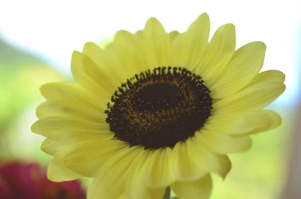 Frische Bündel Von Blumen Aus Biologischem Hausgarten Chrysanthemen Und Sonnenblumen — Stockfoto