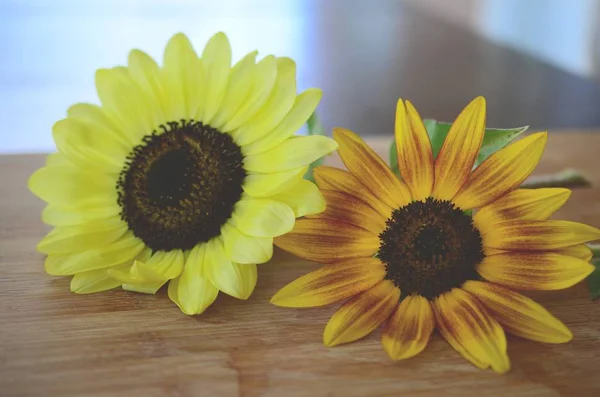 Taze çiçekler, organik ev bahçe demet. Kasımpatı ve ayçiçeği vazoda. Güzel ev çiçek bahçesi, Porto Riko.