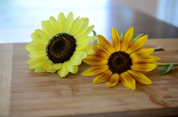 Taze çiçekler, organik ev bahçe demet. Kasımpatı ve ayçiçeği vazoda. Güzel ev çiçek bahçesi, Porto Riko.