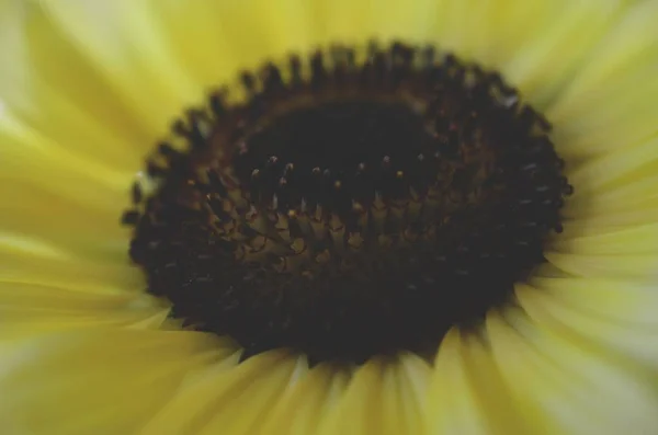 Taze çiçekler, organik ev bahçe demet. Kasımpatı ve ayçiçeği vazoda. Güzel ev çiçek bahçesi, Porto Riko.