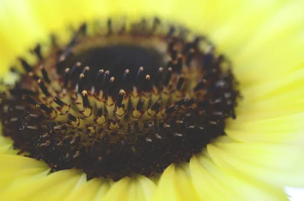 Taze çiçekler, organik ev bahçe demet. Kasımpatı ve ayçiçeği vazoda. Güzel ev çiçek bahçesi, Porto Riko.