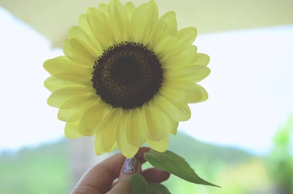 Taze çiçekler, organik ev bahçe demet. Kasımpatı ve ayçiçeği vazoda. Güzel ev çiçek bahçesi, Porto Riko.
