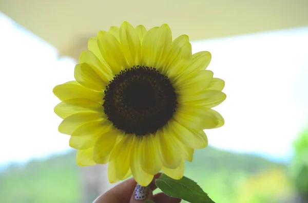 Färsk Bunt Blommor Från Ekologisk Hem Trädgård Krysantemum Och Solrosor — Stockfoto