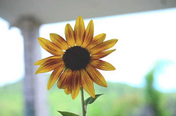 Frische Bündel Von Blumen Aus Biologischem Hausgarten Chrysanthemen Und Sonnenblumen — Stockfoto