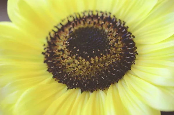 Frische Bündel Von Blumen Aus Biologischem Hausgarten Chrysanthemen Und Sonnenblumen — Stockfoto