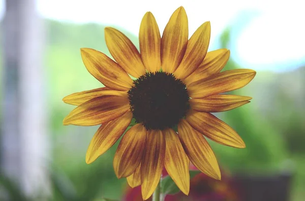 Frische Bündel Von Blumen Aus Biologischem Hausgarten Chrysanthemen Und Sonnenblumen — Stockfoto