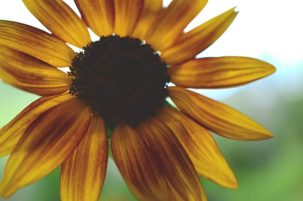 Taze çiçekler, organik ev bahçe demet. Kasımpatı ve ayçiçeği vazoda. Güzel ev çiçek bahçesi, Porto Riko.