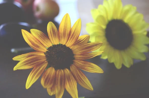 Taze elma, patlıcan ve ayçiçeği Puerto Rico'da ateş aldı. Organik Tarım, taze çiftçilerin piyasa sonbaharda hasat. Lezzetli organik gıda
