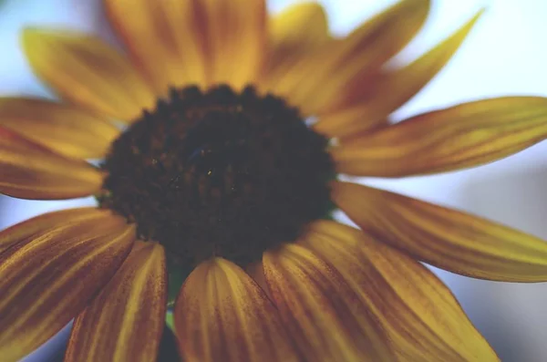 Taze çiçekler, organik ev bahçe demet. Kasımpatı ve ayçiçeği vazoda. Güzel ev çiçek bahçesi, Porto Riko.