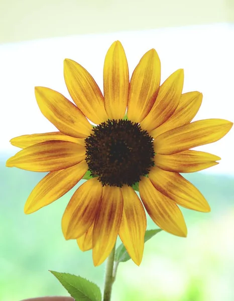 Taze çiçekler, organik ev bahçe demet. Kasımpatı ve ayçiçeği vazoda. Güzel ev çiçek bahçesi, Porto Riko.