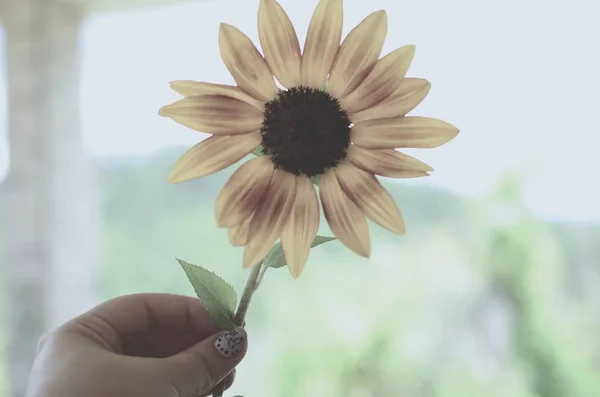 Taze çiçekler, organik ev bahçe demet. Kasımpatı ve ayçiçeği vazoda. Güzel ev çiçek bahçesi, Porto Riko.