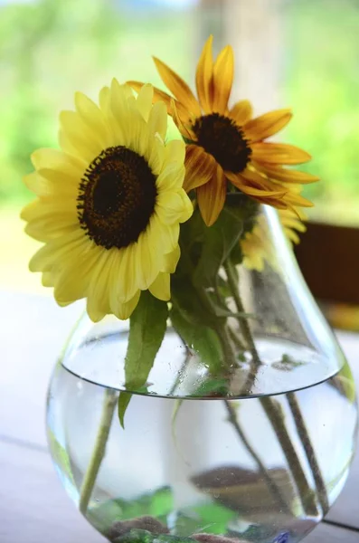 Taze çiçekler, organik ev bahçe demet. Kasımpatı ve ayçiçeği vazoda. Güzel ev çiçek bahçesi, Porto Riko.