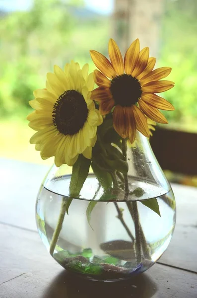 Taze çiçekler, organik ev bahçe demet. Kasımpatı ve ayçiçeği vazoda. Güzel ev çiçek bahçesi, Porto Riko.