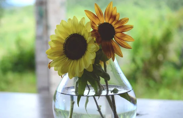 Frische Bündel Von Blumen Aus Biologischem Hausgarten Chrysanthemen Und Sonnenblumen — Stockfoto