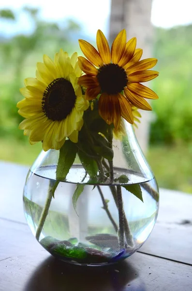 Manojo Fresco Flores Jardín Casero Orgánico Crisantemos Girasoles Jarrón Hermoso — Foto de Stock