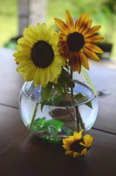 Taze çiçekler, organik ev bahçe demet. Kasımpatı ve ayçiçeği vazoda. Güzel ev çiçek bahçesi, Porto Riko.