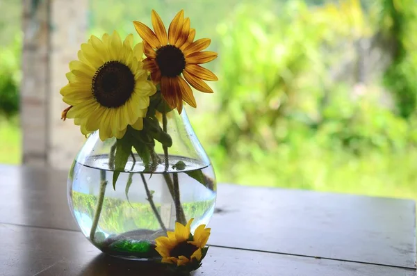 Taze çiçekler, organik ev bahçe demet. Kasımpatı ve ayçiçeği vazoda. Güzel ev çiçek bahçesi, Porto Riko.